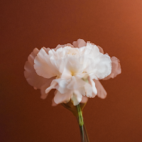 Logo d'Emeline Labat — Paula Magazine